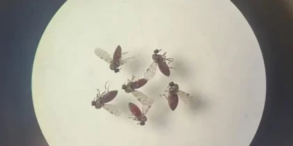 Bruna Laís Sena Nascimento SEARB | IEC