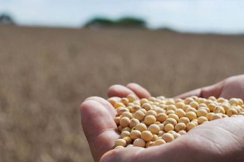 Foto: Luiz Henrique Magnante/Embrapa