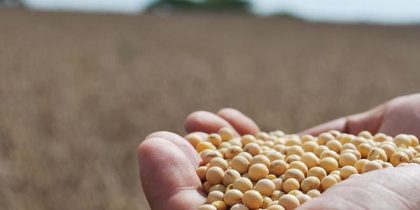 Foto: Luiz Henrique Magnante/Embrapa