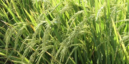 Foto: Paulo Lanzetta/Embrapa