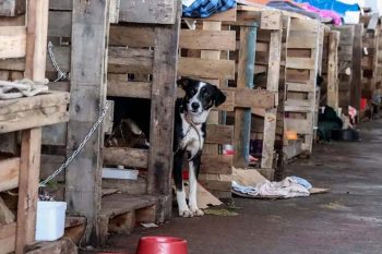 Mais de 15 mil animais resgatados da enchente ainda estão em abrigos