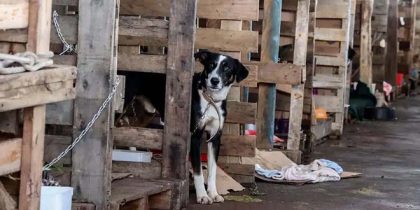Mais de 15 mil animais resgatados da enchente ainda estão em abrigos