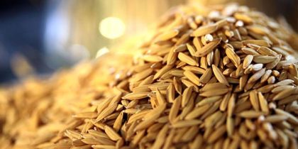 Foto: Paulo Lanzetta/Embrapa