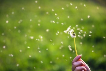 A intensidade dos espirros, das coceiras e da coriza aumenta devido ao grande volume de pólen no ar. Foto: Divulgação.