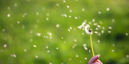 A intensidade dos espirros, das coceiras e da coriza aumenta devido ao grande volume de pólen no ar. Foto: Divulgação.