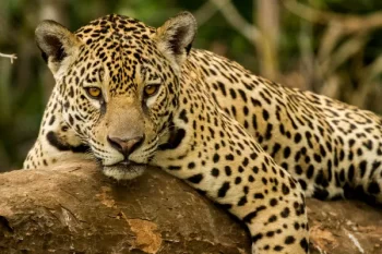 onca-pintada